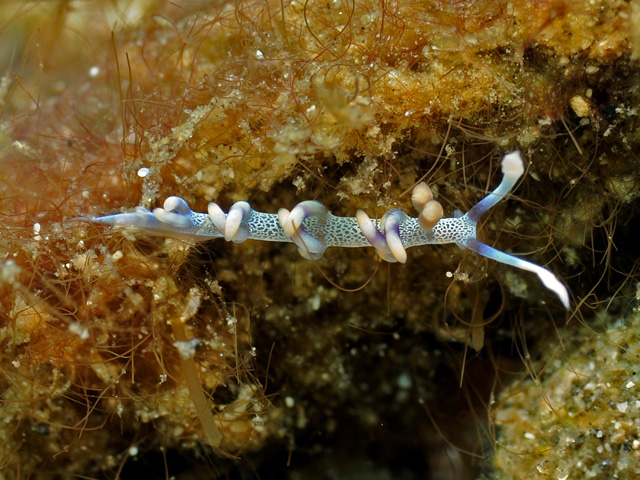 Flabellina riwo